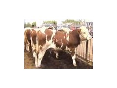 出售西门塔尔肉牛