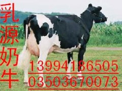 急售黑白花小奶牛6000头