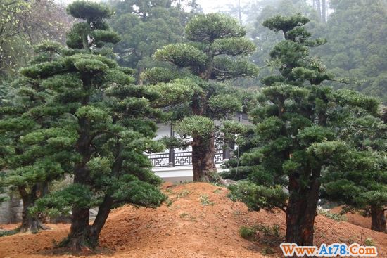 南岳福严寺迎来十八棵罗汉松 增添几丝禅韵