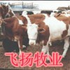 哪里的小牛便宜，哪里养牛的最多