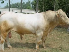 育肥牛犊 育肥肉羊 育肥肉驴 福民养殖基地 育肥牛犊 育肥肉羊 育肥肉驴 福民养殖基地