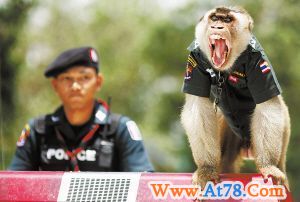 泰国雇“猴警官” 改善警民关系(图)