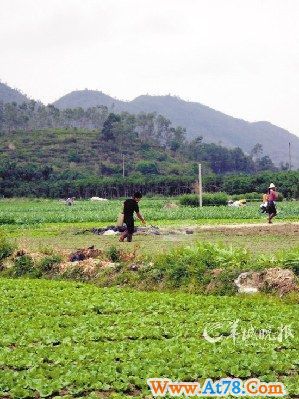 3万亩菜地不经检测直接批发(组图)