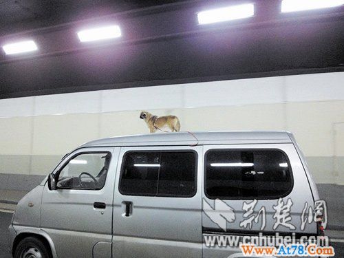 武汉长江隧道现虐狗门 小狗被安放在车顶