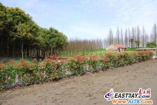 迪士尼后花园植树培土祭亲人 低碳祭扫在行动(组图)