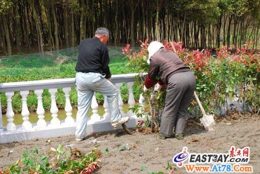 迪士尼后花园植树培土祭亲人 低碳祭扫在行动(组图)
