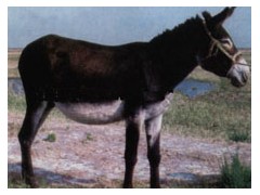 山东浩然牧业供应优质肉驴 山东浩然牧业供应优质肉驴