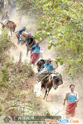 广西瑶族女子马帮队找水自救(组图)