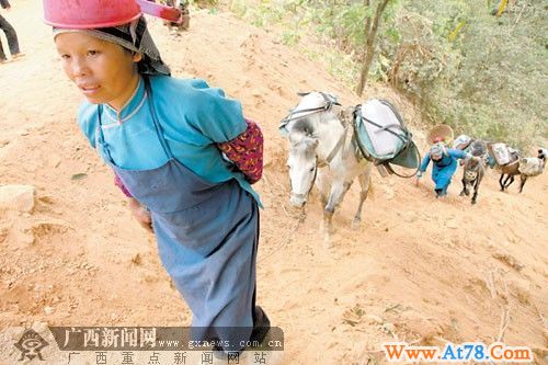 广西瑶族女子马帮队找水自救(组图)