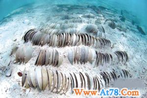 西沙群岛发现大量水下文物 面临保护难题(组图)