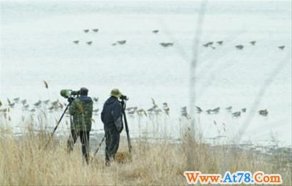 鸭绿江口湿地启动示范项目 生物多样 永久的基因库(图)