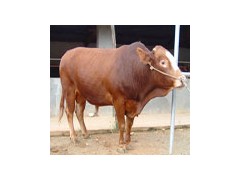 肉牛养殖基地出售肉牛犊公牛犊