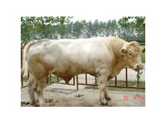 育肥牛犊,架子牛,肉牛犊,山东福民养牛场 育肥牛犊,架子牛,肉牛犊,山东福民养牛场