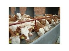 方正县买肉牛犊 育肥牛 架子牛 方正县买肉牛犊 育肥牛 架子牛