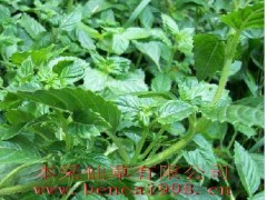 供应本采仙草（仙人草、凉粉草）福建武平客家行业内最优质的仙草