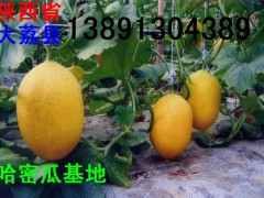 陕西最大的哈密瓜西瓜基地价格行情
