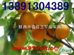 陕西杏基地金太阳杏产地凯特杏价格行情