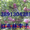 陕西李子基地红布林李子产地红布李子价格行情
