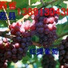 陕西葡萄基地红提葡萄产地美人籽葡萄价格行情