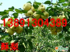 陕西梨基地酥梨产地红香酥梨价格行情