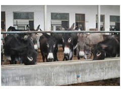 2010年养殖业什么最赚钱?肉牛养殖成本 2010年养殖业什么最赚钱?肉牛养殖成本