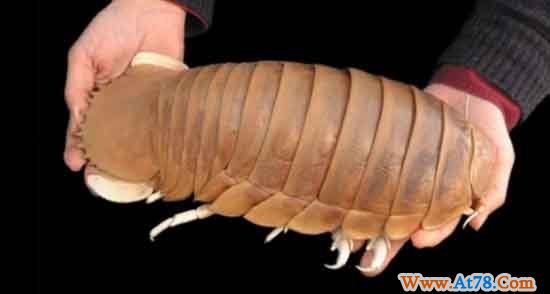 组图：巨型深海大虱照片公布 以死鲸死鱼为食