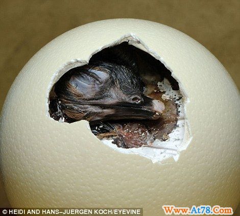 德国摄影师记录小动物破壳而出精彩瞬间(图)