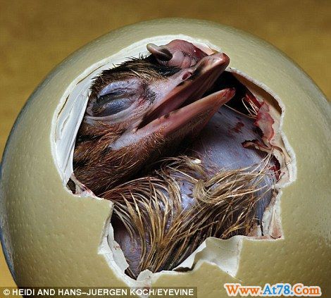 德国摄影师记录小动物破壳而出精彩瞬间(图)