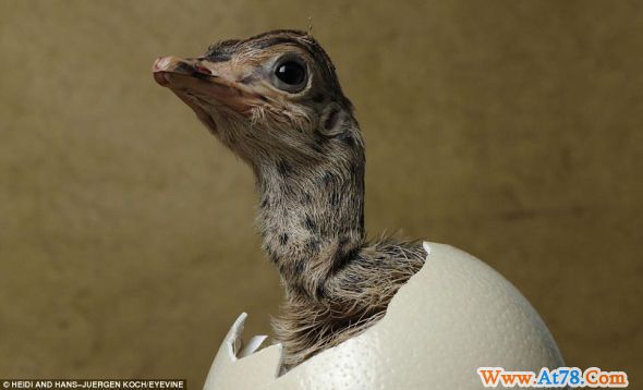 德国摄影师记录小动物破壳而出精彩瞬间(图)