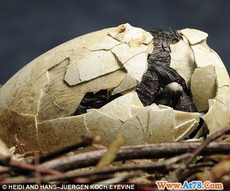 德国摄影师记录小动物破壳而出精彩瞬间(图)