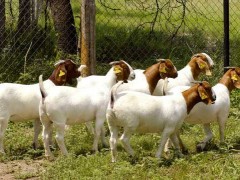 波尔山羊-小尾寒羊-肉羊