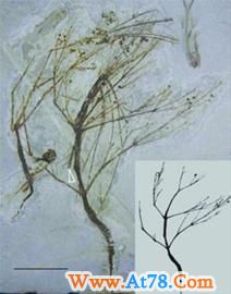 辽宁朝阳发现1.25亿年前整株麻黄化石（图）