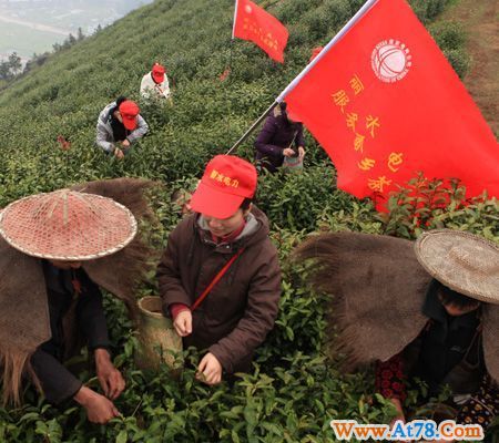 浙江丽水电业局党员倾情服务畲乡茶农(图)