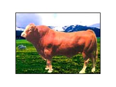 改良优质肉羊-肉驴-肉牛