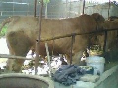 供应 肉牛 肉牛价格 西门塔尔牛 波尔山羊 小尾寒羊 供应 肉牛 肉牛价格 西门塔尔牛 波尔山羊 小尾寒羊