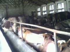 肉牛价格 西门塔尔牛 肉牛养殖技术 养驴利润 肉牛价格 西门塔尔牛 肉牛养殖技术 养驴利润