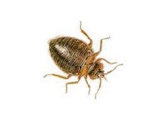 深圳金卫士长期提供宿舍灭臭虫服务