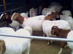 农村创业肉牛养殖项目西门塔尔牛 波尔山羊 农村创业肉牛养殖项目西门塔尔牛 波尔山羊