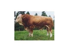 今日肉牛价格 供应鲁西黄牛 西门塔尔牛