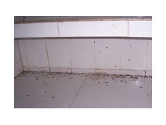 提供服务樟木头杀虫公司，白蚁防治，威锋白蚁杀虫公司