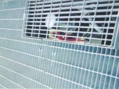 井盖板、刚格栅板、钢格、护栏网板