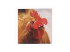 鸡用眼镜，鸡眼镜，批发鸡眼镜