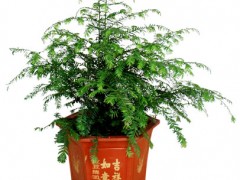 红豆牌红豆杉盆景净化空气好帮手