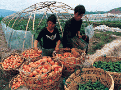 供应武汉青山区蔬菜配送 供应武汉青山区蔬菜配送