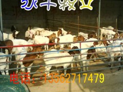 出售波尔山羊6000只