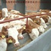 吉林省肉牛价格长春皓月肉牛价格小牛犊的价格