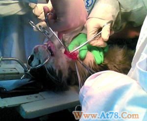 北大医学部被指用流浪猫做实验 校方称将调查