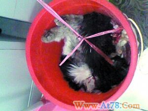 北大医学部被指用流浪猫做实验 校方称将调查