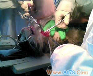 北大医学部被指用流浪猫做实验 校方称将调查