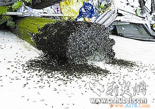 武汉25%房子遭白蚁危害年直接经济损失达7千万